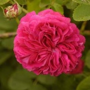Rose Duc de Cambridge Foto Vierl&auml;nder Rosenhof