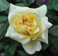 Rose Duchesse d`Auerst&auml;dt Foto K&ouml;nig