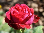 D&uuml;lmener Rose Foto Groenloof
