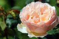 Rose Duftjuwel Foto R&ouml;sch