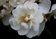 Rose Elisabeth Oberle Foto R&ouml;sch