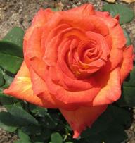 Rose Elisabeth von Th&uuml;ringen Foto Brandt