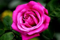 Rose Eminence Foto R&ouml;sch