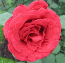 Rose Erotika  Foto Brandt