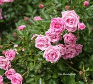 Rose Europas Rosengarten Foto Chriistine Meile