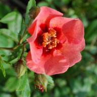 Rose Euphrates Foto Vierl&auml;nder Rosenhof