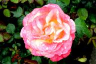 Rose Fiji Foto R&ouml;sch