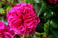 Rose Fishermans Friend Foto R&ouml;sch