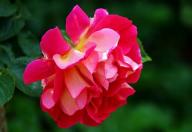 Rose Flash Foto R&ouml;sch