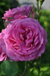 Rose F&ouml;hr Foto K&ouml;nig