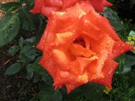 Rose France Libre Foto Brandt