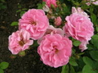 Rose Frau Astrid Sp&auml;th Foto Brandt
