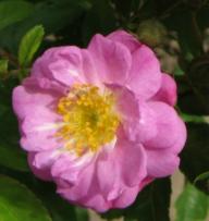 Rose Frau Oberhofg&auml;rtner Schulze