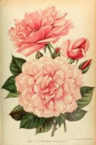 Rose Frau Oberhofg&auml;rtner Singer Foto Journal des Roses 1910