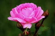 Rose Frau Sophie Meyerholz Foto R&ouml;sch