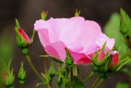 Rose Frauke Foto R&ouml;sch