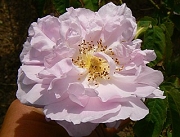 Rose G&auml;rtner Ast Foto Groenloof
