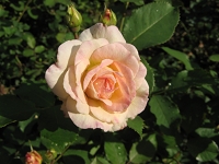 Rose Galaxy Foto Brandt