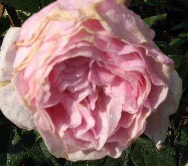 Rose Gartentr&auml;ume Foto Brandt