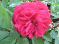 Rose Geschwinds Sch&ouml;nste Foto Mail-Brandt