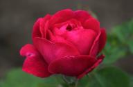 Rose Gloire d'un Enfant d'Hiram Foto R&ouml;sch