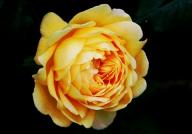 Rose Gl&uuml;ckskette Foto R&ouml;sch