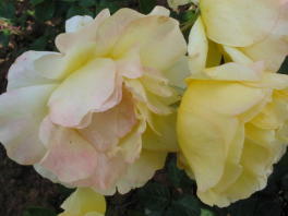 Rose Goldenes Zweibr&uuml;cken Foto Brandt