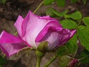 Goreckis Waldrose Foto Groenloof
