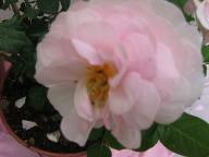 Rose Gr&auml;fin Gutta Foto Brandt