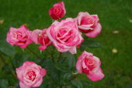 Rose Gr&auml;fin Sonja Foto Wikipedia