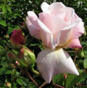 Rose Gruss an Aachen Foto Brandt