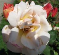 Rose Gru&szlig; an Coburg Foto Brandt