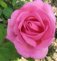 Rose Gustav Gr&uuml;nerwald Foto Brandt