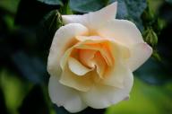 Rose Haldensleben Foto R&ouml;sch