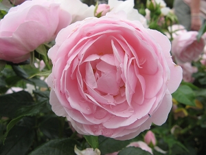 Rose Hans G&ouml;newein Foto Brandt