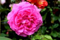 Rose Happy Day Foto R&ouml;sch