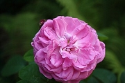 Rose Heidemarie Pl&uuml;cker Foto Groenloof