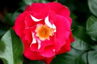Rose Heimatmelodie Foto R&ouml;sch