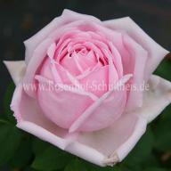 Rose Heinrich M&uuml;nch Foto Schultheis