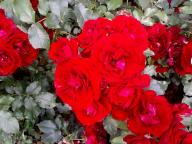 Rose Heinzelm&auml;nnchen Foto R&ouml;sch