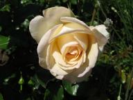 Hermann-Hesse-Rose Foto Brandt