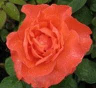 Rose Herzog von Windsor Foto Brandt