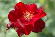 Rose Herzogin Dorothea Foto Vierl&auml;nder Rosenhof