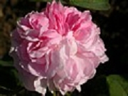 Rose Hexe vom H&ouml;llental Foto Groenloof