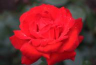Rose Hurrikan Foto R&ouml;sch