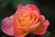 Rose Inspiration Foto R&ouml;sch