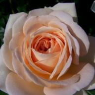 Rose Jardins de l'Essonne Foto Brandt