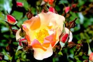 Rose Jazz Foto R&ouml;sch