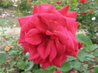 Rose Johannes B&ouml;ttner Foto Brandt