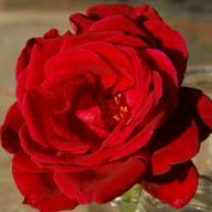Rose Johannes Brahms Foto Vierl&auml;nder